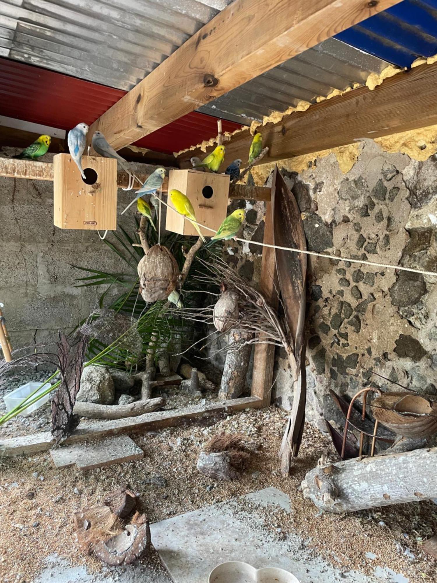 Les Hamacs Aux Saintes Hotel Terre-De-Haut Eksteriør billede